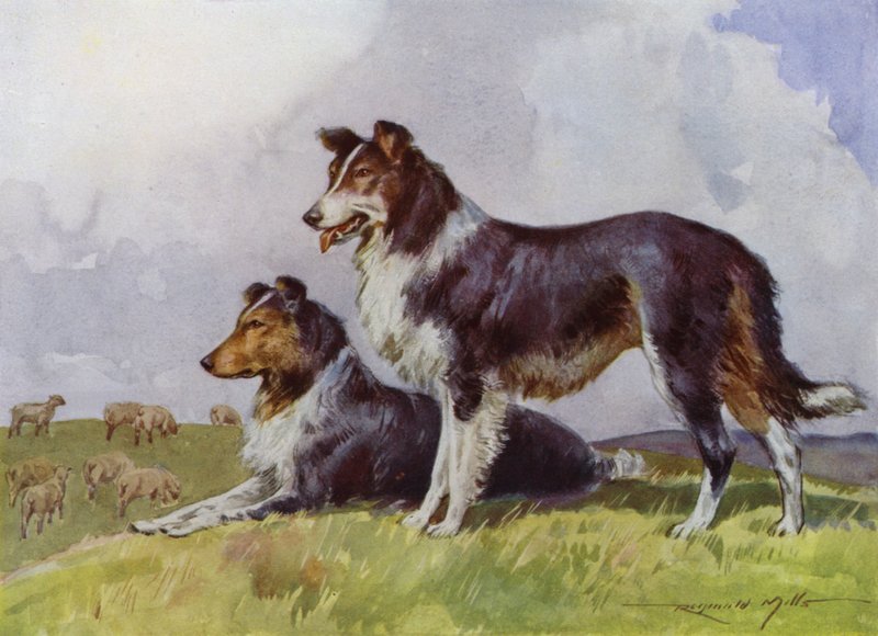 Illustration für Mein Bauernhof (Farblithografie) von Reginald Mills