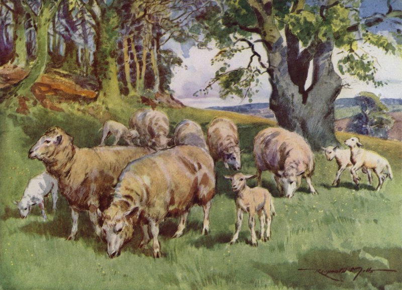 Illustration für Mein Bauernhof (Farblithografie) von Reginald Mills