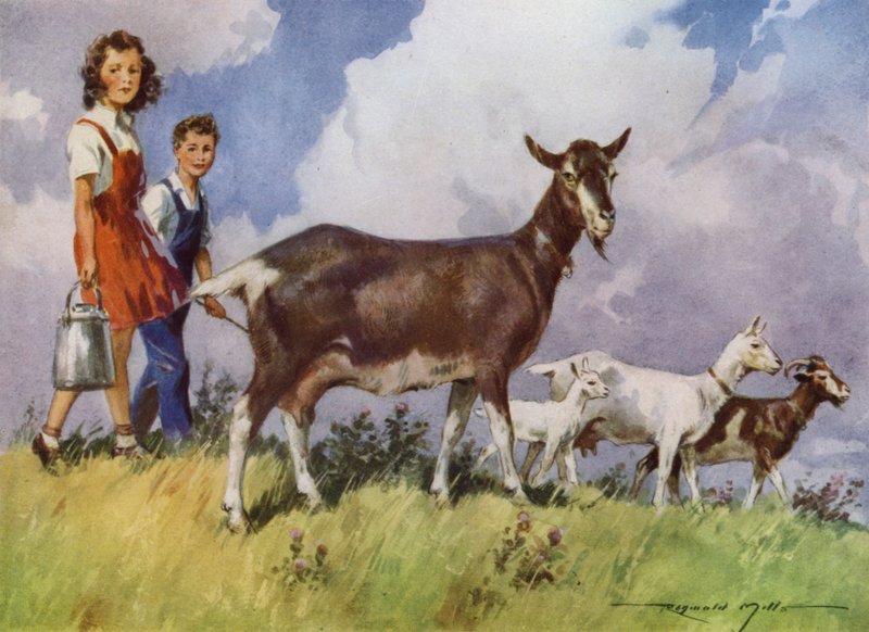 Illustration für Meine Farm von Reginald Mills