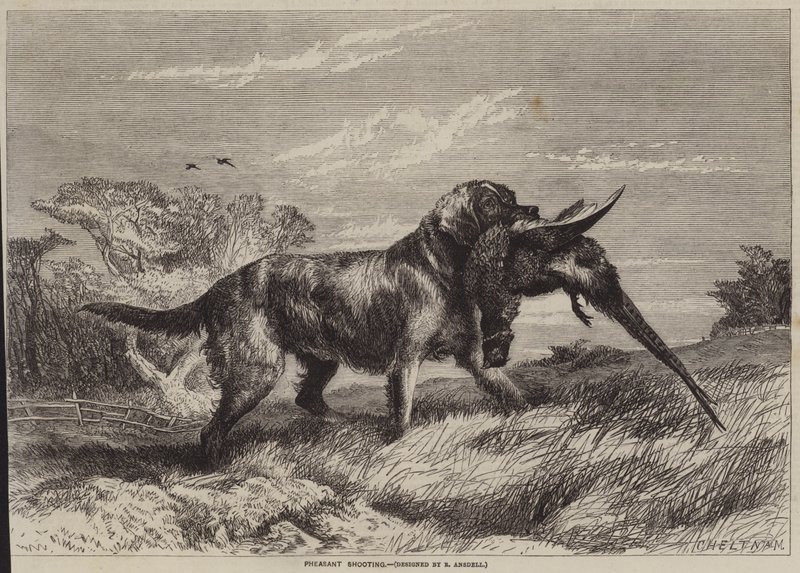 Fasanenjagd von Richard Ansdell