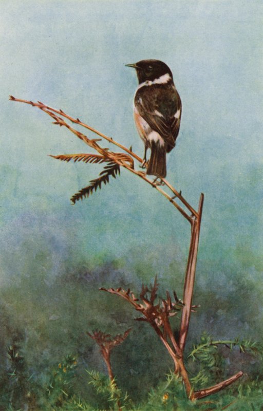 Der Schwarzkehlchen von Richard and Cherry Kearton