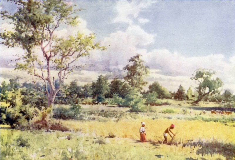 Buschdschungel von Robert George Talbot Kelly