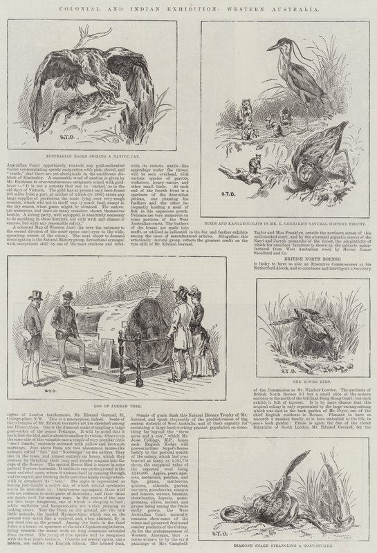 Kolonial- und Indische Ausstellung, Westaustralien von S.T. Dadd