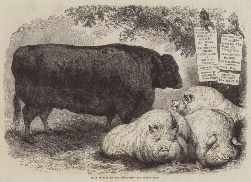Preisgekrönte Tiere auf der Smithfield Club Viehschau von Samuel John Carter