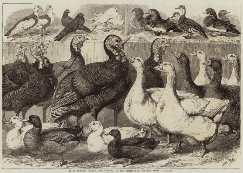 Preisgekrönte Truthähne, Enten und Tauben auf der Birminghamer Geflügelschau von Samuel John Carter
