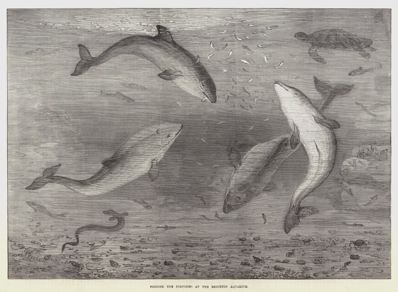Fütterung der Schweinswale im Brighton Aquarium von Samuel Read