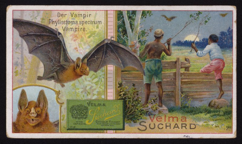 Vampirfledermaus (Chromolithographie) von Swiss School