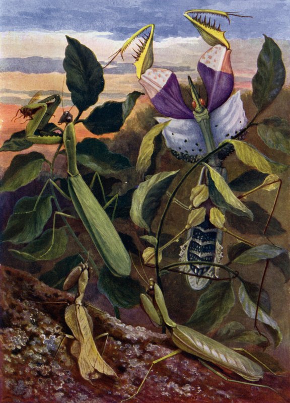 Betende Insekten von Theobald Carreras