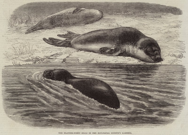 Die Blasennasensiegel im Garten der Zoologischen Gesellschaft von Thomas W. Wood