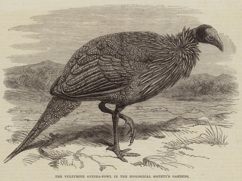 Das Geier-Perlhuhn in den Gärten der Zoologischen Gesellschaft von Thomas W. Wood