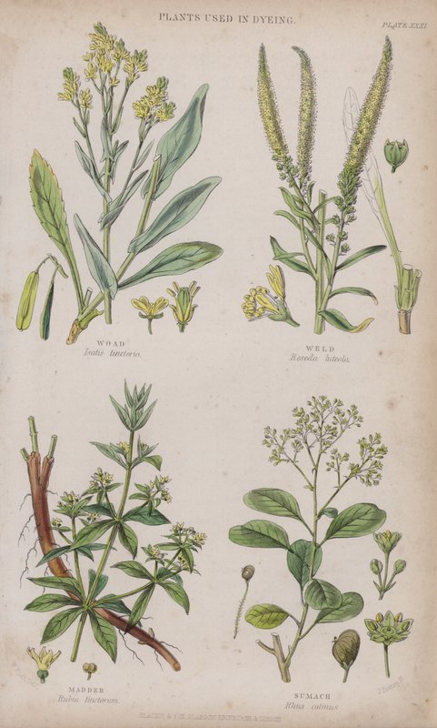 Waid; Färberwaid; Krapp; Sumach (farbiger Stich) von W. Fitch