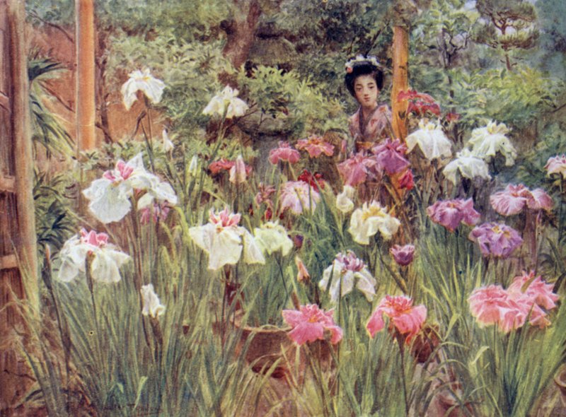 Iris-Exemplare von Walter Frederick Roofe Tyndale