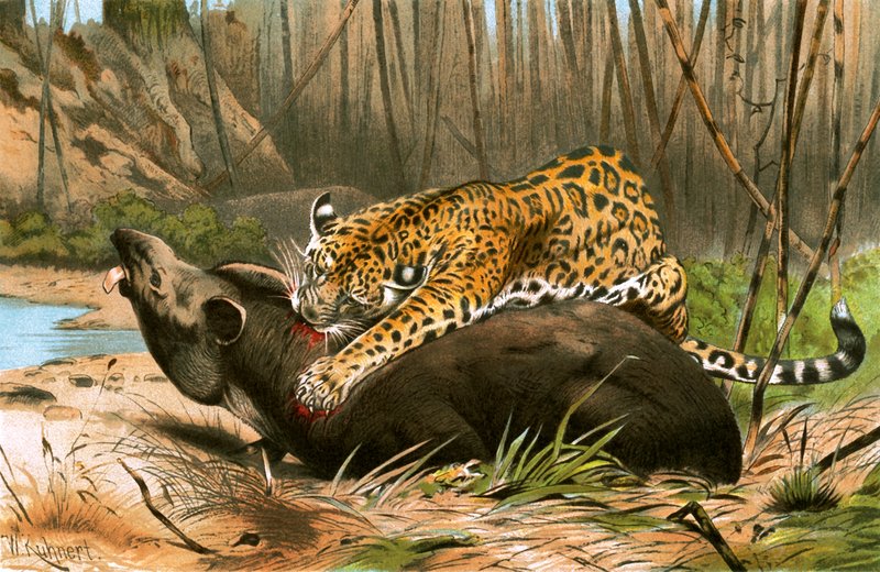 Jaguar tötet Tapir von Wilhelm Kuhnert