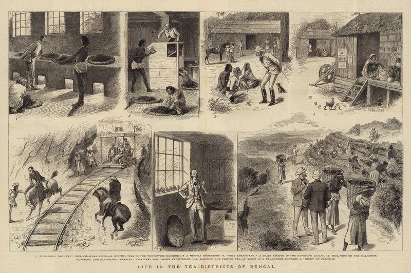 Leben in den Teedistrikten von Bengalen von William Ralston