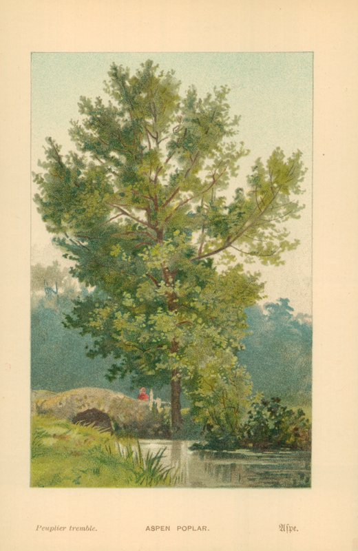 Zitterpappel von William Henry James Boot