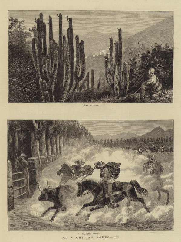 Bei einem chilenischen Rodeo, III von William Henry James Boot