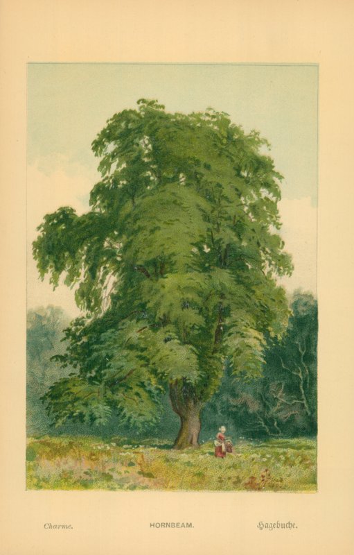 Hainbuche von William Henry James Boot