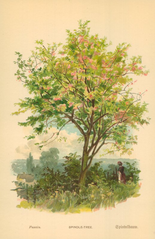 Spindelbaum von William Henry James Boot