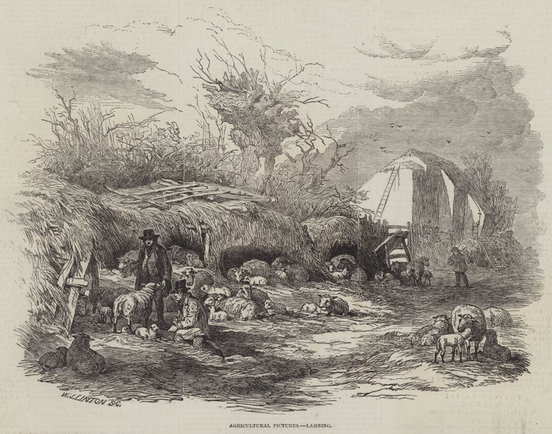 Landwirtschaftliche Bilder, Lammen von William James Linton