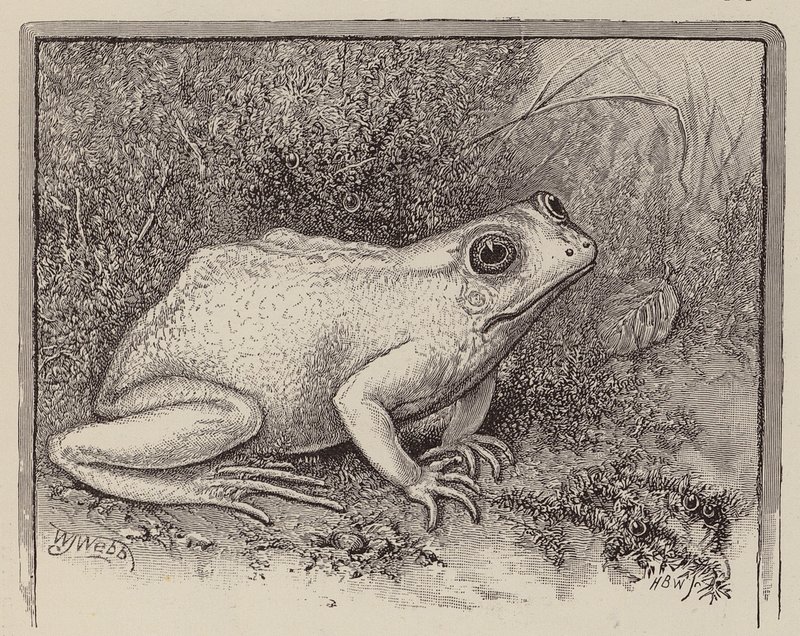 Ein Albino-Frosch (Gravur) von William James Webbe