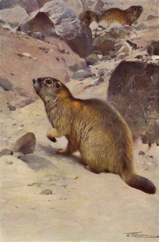 Alpenmurmeltier von after Wilhelm Kuhnert