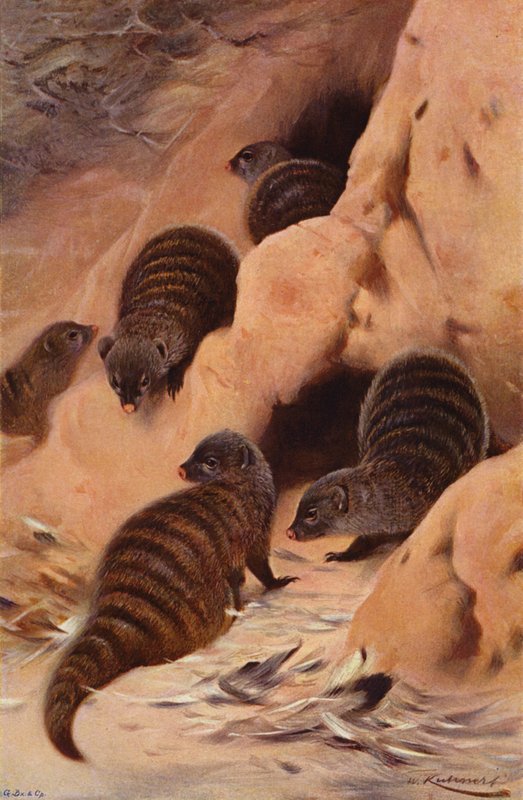 Bänder-Mungo von after Wilhelm Kuhnert