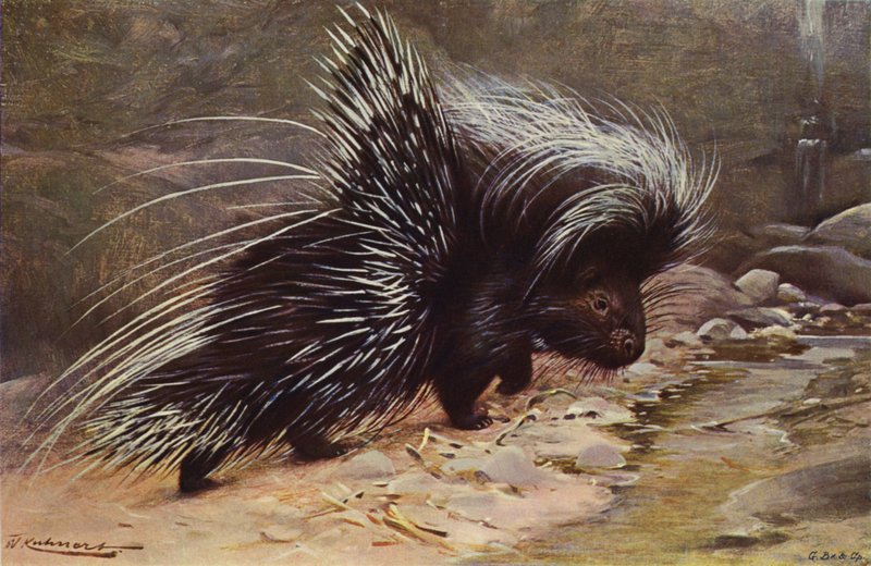 Stachelschwein von after Wilhelm Kuhnert