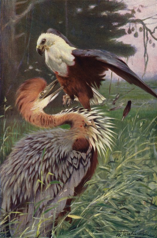 Riesenreiher und Seeadler von after Wilhelm Kuhnert