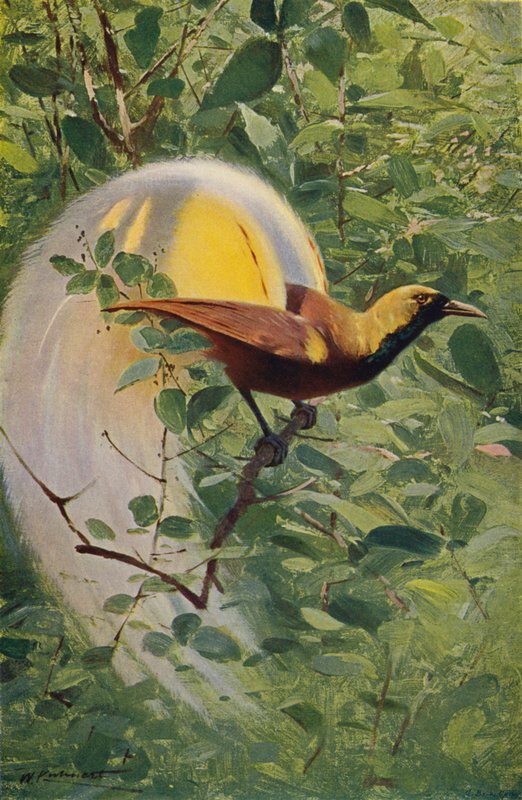 Großer Paradiesvogel von after Wilhelm Kuhnert