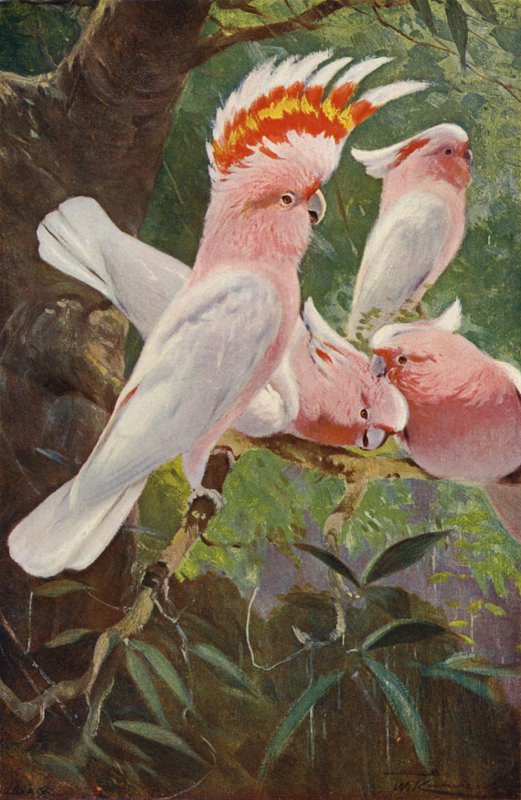Rosenkakadu von after Wilhelm Kuhnert