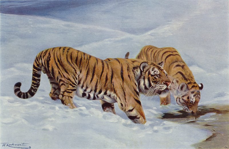 Mandschurischer Tiger von after Wilhelm Kuhnert